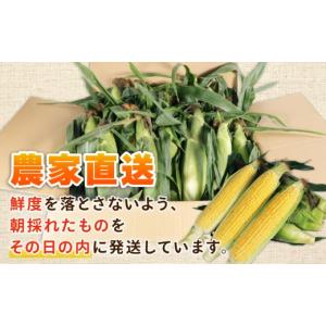 ふるさと納税 とうもろこし 千葉県 銚子市 先...の詳細画像3