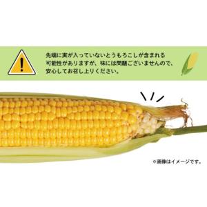 ふるさと納税 とうもろこし 千葉県 銚子市 先...の詳細画像4
