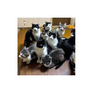 ふるさと納税 感謝状等 高知県 土佐清水市 の...の詳細画像4