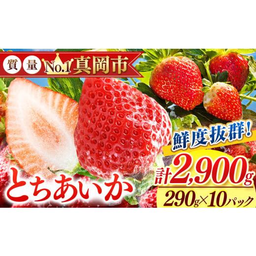 ふるさと納税 いちご 栃木県 真岡市 鮮度抜群 とちあいか 5箱 (290g×10) 2900g |...