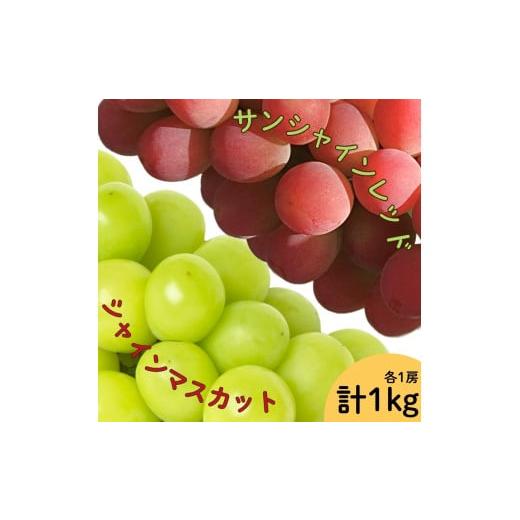 ふるさと納税 ぶどう マスカット 山梨県 笛吹市  2026年発送 先行予約 サンシャインレッド・シ...