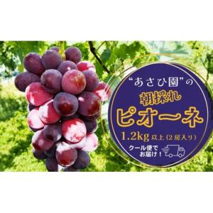 ふるさと納税 ぶどう 岡山県 鏡野町 2026...の詳細画像1