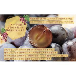 ふるさと納税 ぶどう 岡山県 鏡野町 2026...の詳細画像2