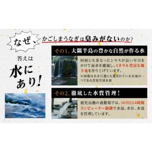 ふるさと納税 うなぎ 鹿児島県 大崎町 うなぎ...の詳細画像2