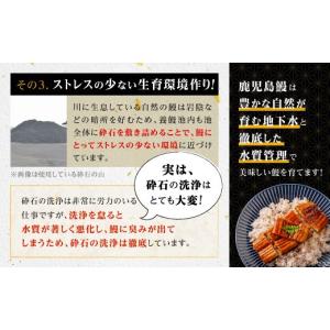 ふるさと納税 うなぎ 鹿児島県 大崎町 うなぎ...の詳細画像3