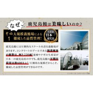 ふるさと納税 うなぎ 鹿児島県 大崎町 うなぎ...の詳細画像4
