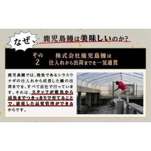 ふるさと納税 うなぎ 鹿児島県 大崎町 うなぎ...の詳細画像5