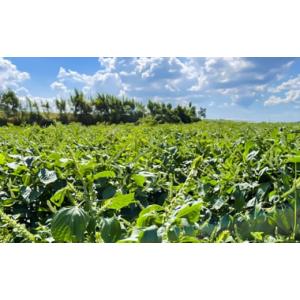 ふるさと納税 食用油 ごま油 熊本県 菊陽町 ...の詳細画像4