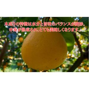 ふるさと納税 みかん・柑橘類 愛媛県 愛南町 ...の詳細画像3