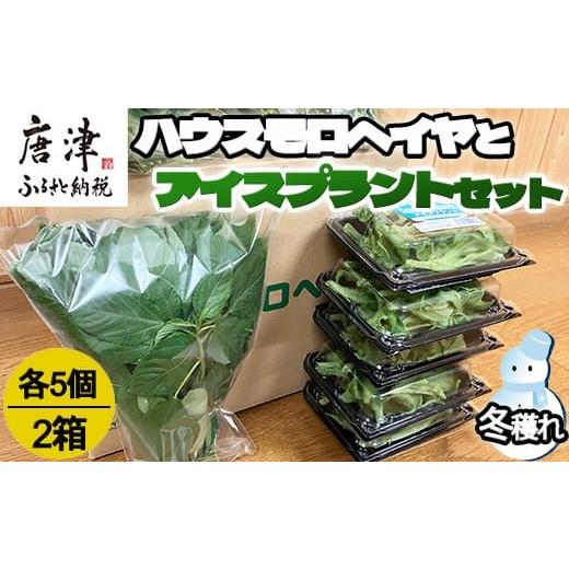 ふるさと納税 野菜類 佐賀県 唐津市 『先行予約』 12月上旬より順次発送 冬穫れハウスモロヘイヤ(...