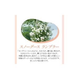 ふるさと納税 雑貨・日用品 花 大阪府 泉南市...の詳細画像4