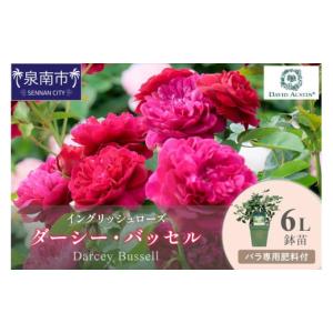 ふるさと納税 雑貨・日用品 花 大阪府 泉南市 イングリッシュローズ デビッド・オースチン ダーシー・バッセル6L鉢苗（バラ専用肥料付） 025D-032