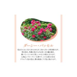 ふるさと納税 雑貨・日用品 花 大阪府 泉南市...の詳細画像4