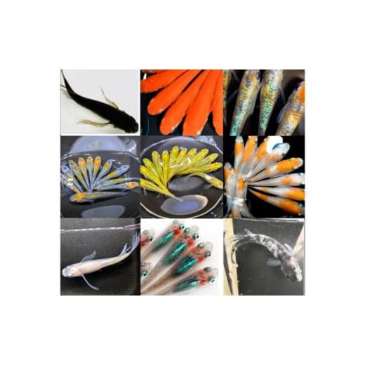 ふるさと納税 生き物 群馬県 東吾妻町  No.5819-0392 出荷期間3〜11月 　厳選ミック...