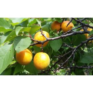 ふるさと納税 焼菓子・チョコレート 広島県 福...の詳細画像5