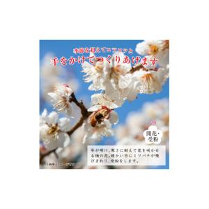 ふるさと納税 加工品等 梅干 和歌山県 印南町...の詳細画像4