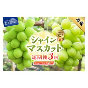 ふるさと納税 ぶどう マスカット 山梨県 富士吉田市 2026年発送 3回定期便 ジューシーで甘さ抜群 厳選シャインマスカット1kg以上×3回配送 シャインマスカッ…