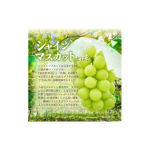 ふるさと納税 ぶどう マスカット 山梨県 富士...の詳細画像3