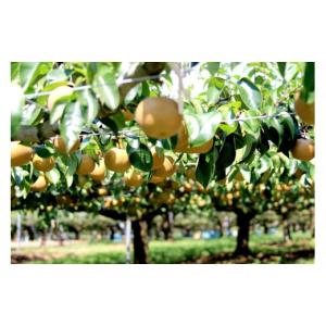 ふるさと納税 梨 宮城県 角田市 先行予約(2...の詳細画像2