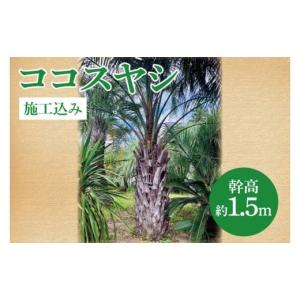ふるさと納税 花・苗木 茨城県 大洗町 ココスヤシ 幹高約1.5m 施工込み ヤシの木 ヤシ リゾート ガーデン 自宅 別荘 南国 庭木 観葉植物 大洗町