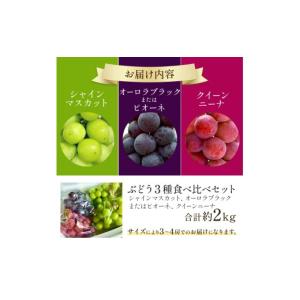 ふるさと納税 ぶどう マスカット 宮崎県 小林...の詳細画像2