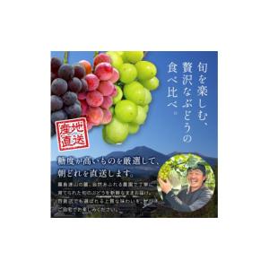 ふるさと納税 ぶどう マスカット 宮崎県 小林...の詳細画像3