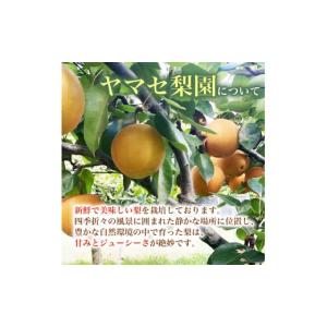 ふるさと納税 梨 千葉県 旭市 数量限定 先行...の詳細画像4