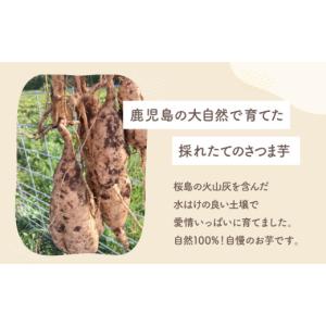 ふるさと納税 野菜類 サツマイモ 鹿児島県 鹿...の詳細画像3