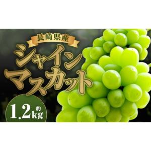 ふるさと納税 ぶどう マスカット 長崎県 時津...の詳細画像1