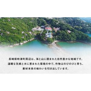 ふるさと納税 ぶどう マスカット 長崎県 時津...の詳細画像5