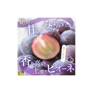 ふるさと納税 果物の詰合せ 和歌山県 かつらぎ...の詳細画像4