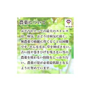 ふるさと納税 ぶどう マスカット 徳島県 阿波...の詳細画像3