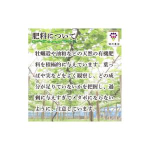 ふるさと納税 ぶどう マスカット 徳島県 阿波...の詳細画像4