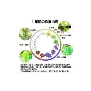 ふるさと納税 ぶどう マスカット 徳島県 阿波...の詳細画像5