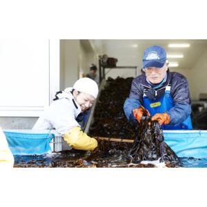 ふるさと納税 のり・海藻 わかめ 岩手県 陸前...の詳細画像5