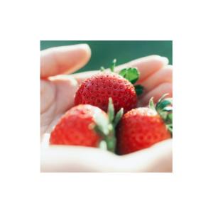 ふるさと納税 いちご 栃木県 鹿沼市 定期便4...の詳細画像2