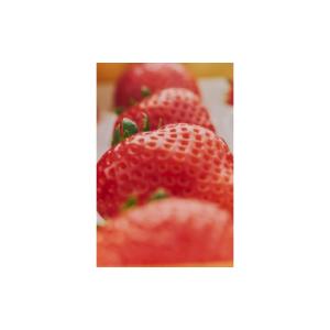 ふるさと納税 いちご 栃木県 鹿沼市 定期便4...の詳細画像4