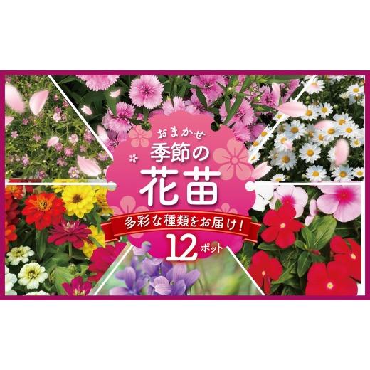 ふるさと納税 雑貨・日用品 苗木 神奈川県 藤沢市 季節 の 花苗 おまかせ 12 ポット 花 生産...