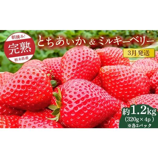 ふるさと納税 いちご 栃木県 鹿沼市  先行予約 3月発送 朝摘み 完熟とちあいか＆ミルキーベリーの...