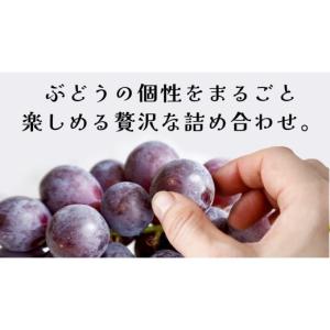 ふるさと納税 ぶどう 茨城県 牛久市 ぶどう ...の詳細画像2