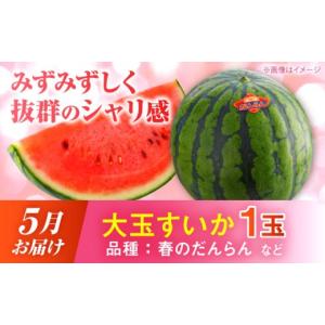 ふるさと納税 スイカ 熊本県 合志市 先行予約...の詳細画像3