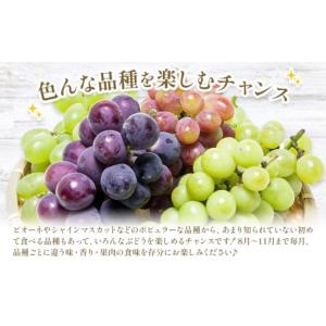 ふるさと納税 ぶどう マスカット 岡山県 笠岡...の詳細画像5