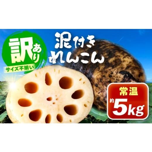 ふるさと納税 人参・大根・他根菜 愛知県 愛西市 訳あり 泥付きれんこん 5kg (常温) 野菜 レ...