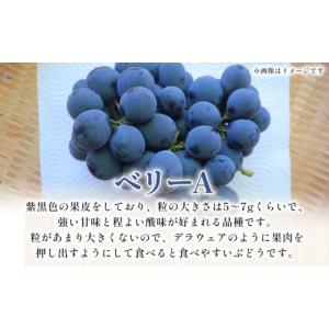 ふるさと納税 果物類 ぶどう 愛媛県 西予市 ...の詳細画像3
