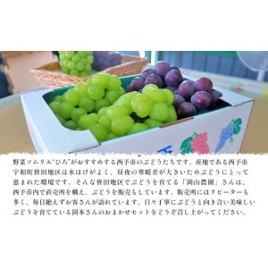 ふるさと納税 果物類 ぶどう 愛媛県 西予市 ...の詳細画像4