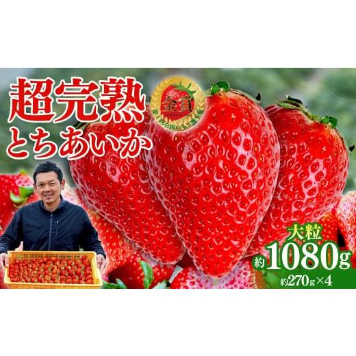 ふるさと納税 いちご 栃木県 茂木町  先行受付：2月以降発送 いちご 「茂木完熟いちご」　美土里農...
