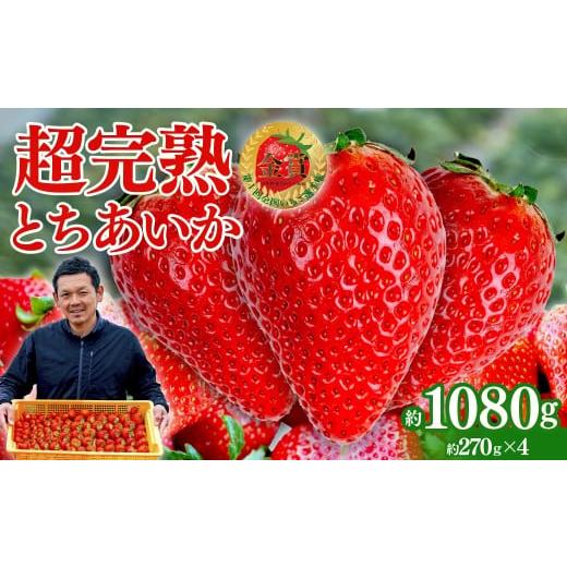 ふるさと納税 いちご 栃木県 茂木町 いちご 「茂木完熟いちご」　いちご選手権金賞 とちあいか レギ...