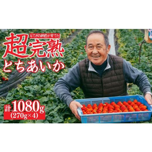 ふるさと納税 いちご 栃木県 茂木町  先行受付：2月以降発送 いちご「茂木完熟いちご」師匠が育てた...