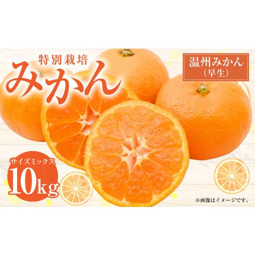 ふるさと納税 みかん・柑橘類 熊本県 上天草市  R8年熊本地震復興支援 先行受付 特別栽培みかん（...