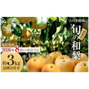 ふるさと納税 梨 宮城県 角田市 先行予約（2026年発送分） 訳あり 旬の和梨　約３kg 吉川果樹園 ｜梨 ナシ こだわりの梨 フルーツ 果物 旬の梨 宮城県角田市 …
